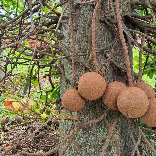 Couroupita guianensis Плод