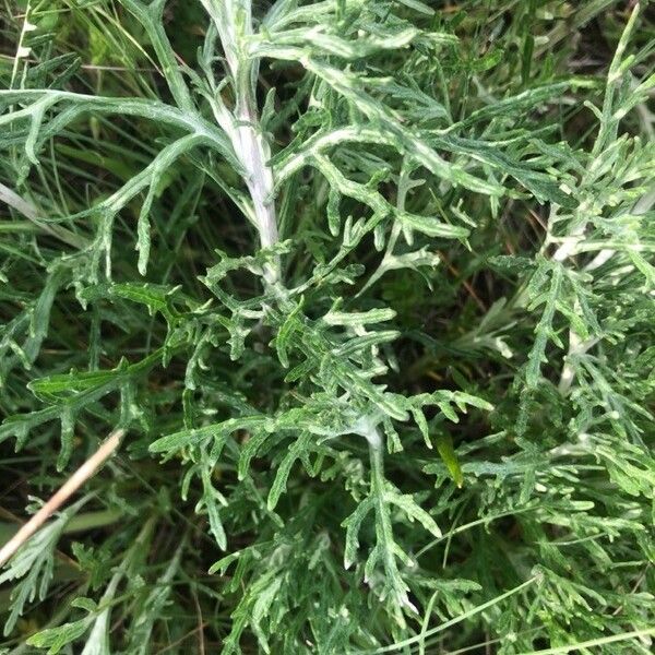 Eriophyllum lanatum Leaf