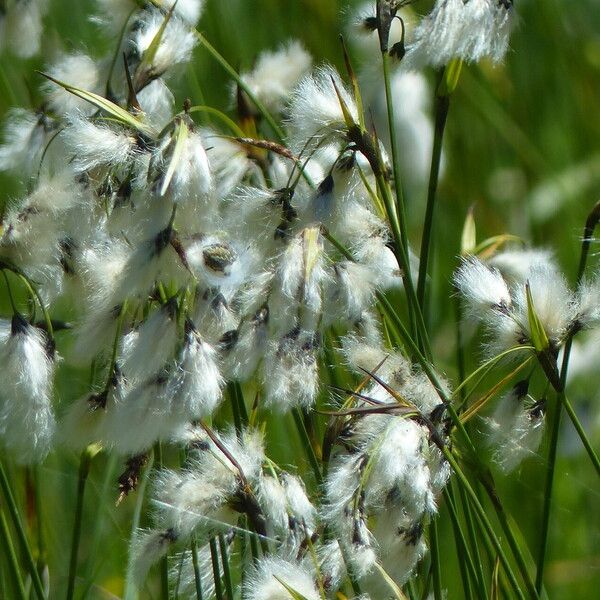 Eriophorum latifolium 花