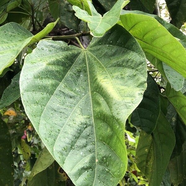 Pterygota alata Leaf