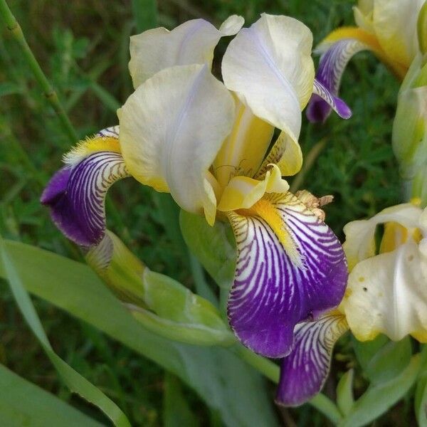 Iris variegata Fleur