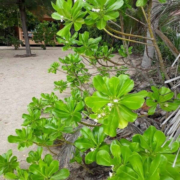 Scaevola taccada Elinympäristö