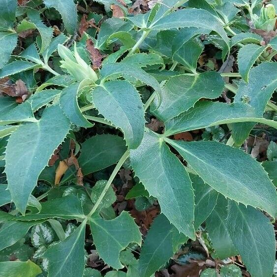 Helleborus argutifolius Leaf