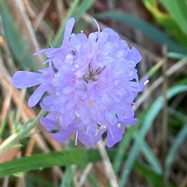 Scabiosa triandra Žiedas