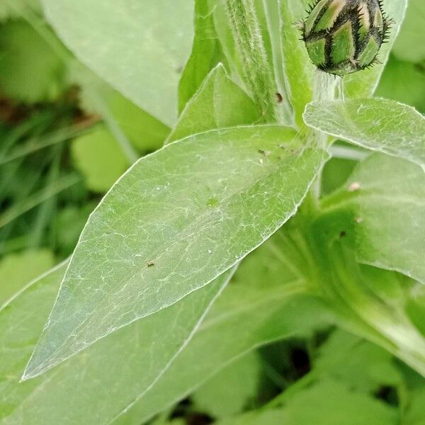 Centaurea montana 叶