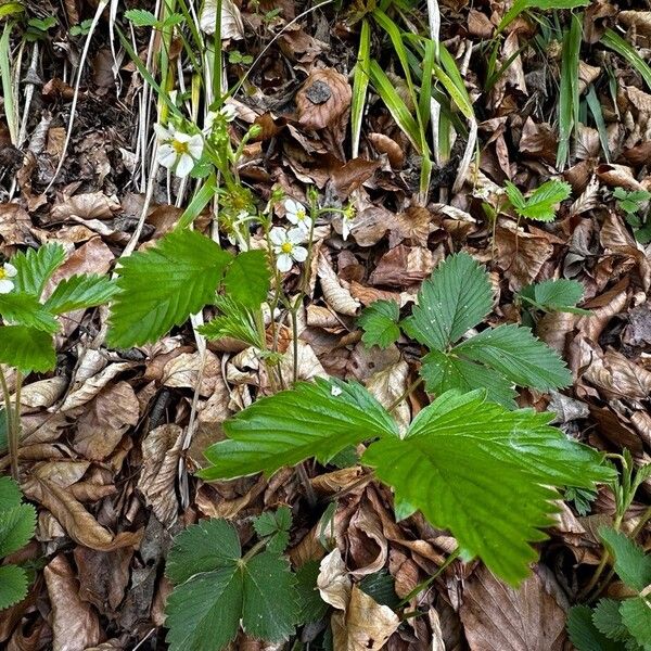 Fragaria moschata Květ