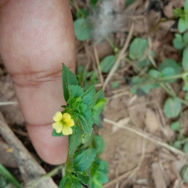 Mecardonia procumbens Flower