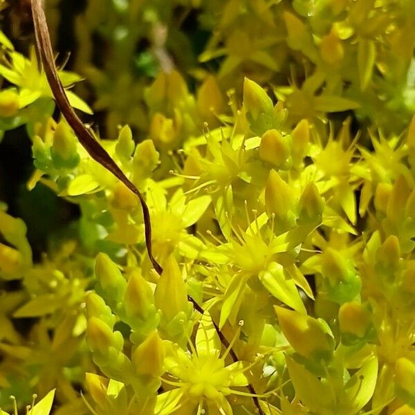 Sedum acre Blüte