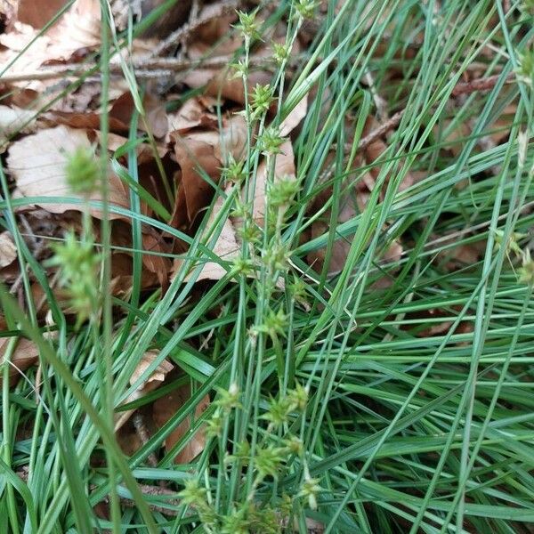 Carex echinata Лист