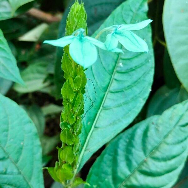 Ecbolium viride Flor