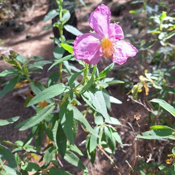 Cistus symphytifolius 花