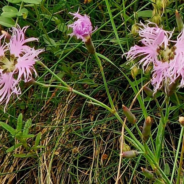 Dianthus superbus Kwiat