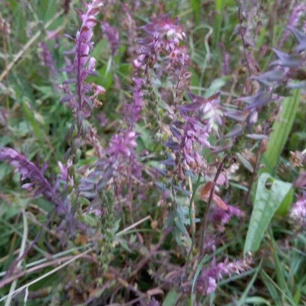 Odontites vernus Flower