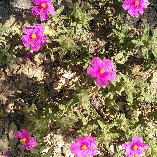 Cistus crispus Цвят