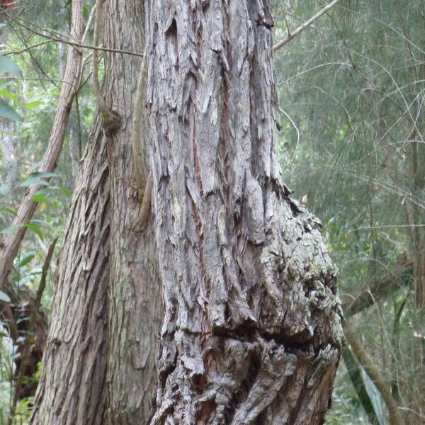 Eucalyptus robusta Bark