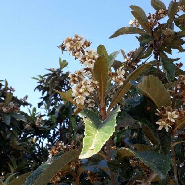 Eriobotrya japonica Flower