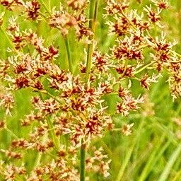 Juncus subnodulosus Flor