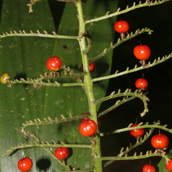 Xiphidium caeruleum Fruit