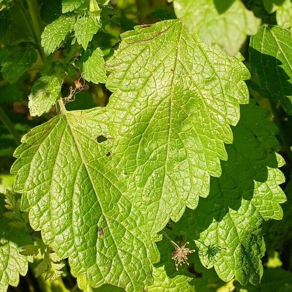 Melissa officinalis Leaf