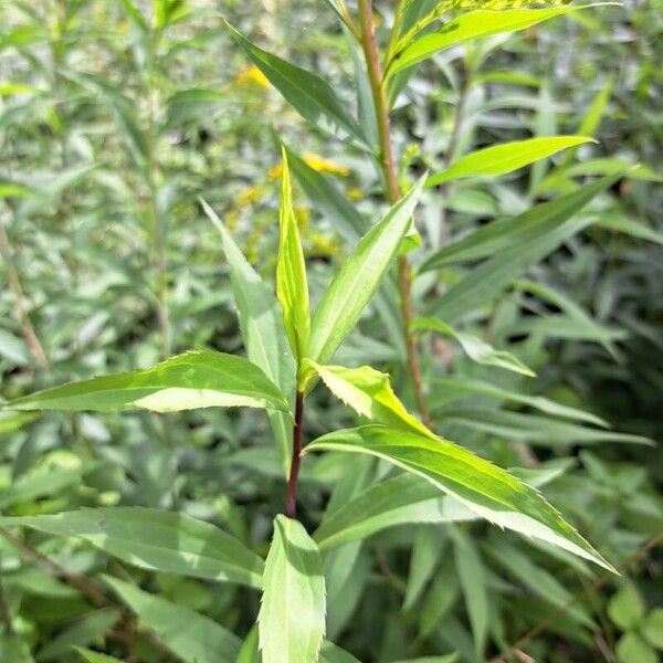 Solidago gigantea Blad