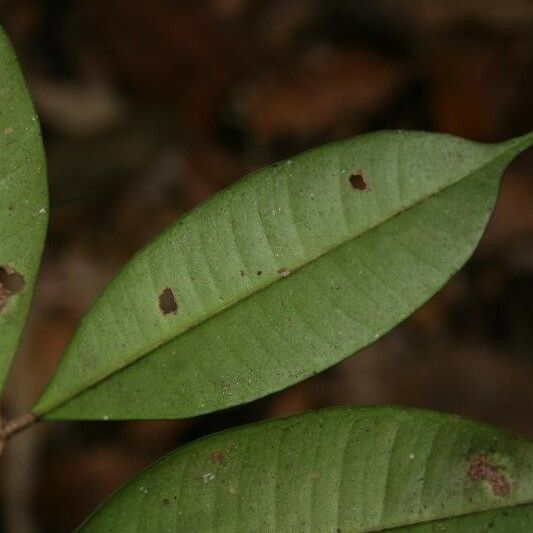 Myrcia decorticans Leaf