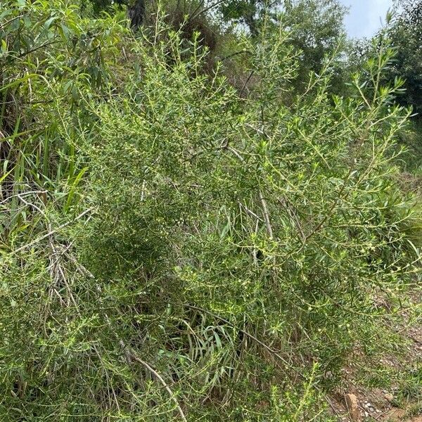 Baccharis dracunculifolia Celota