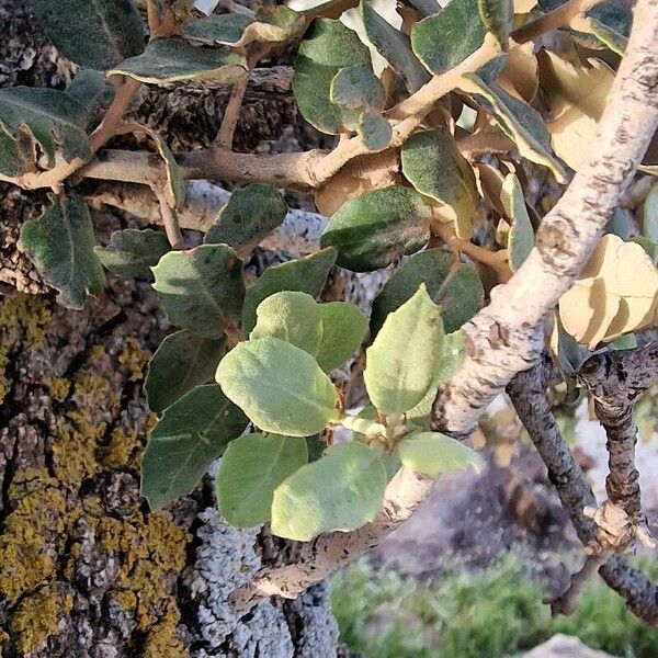 Quercus rotundifolia Folha