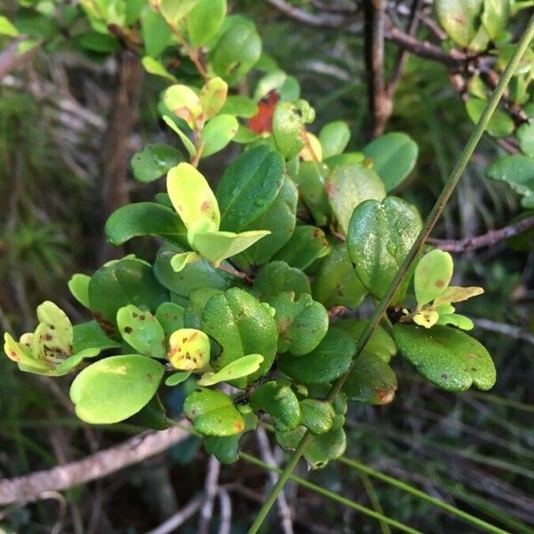 Uromyrtus emarginata Leaf