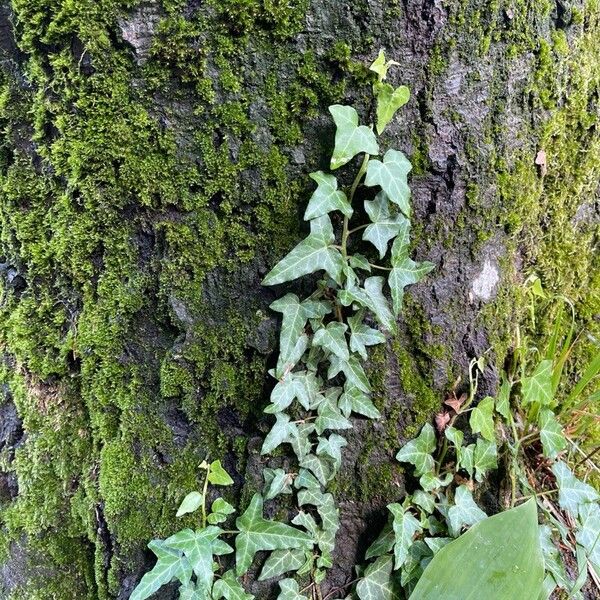 Hedera hibernica Folha