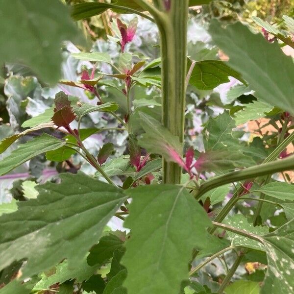 Chenopodium giganteum Кара