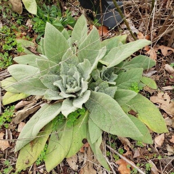 Verbascum thapsus Liść