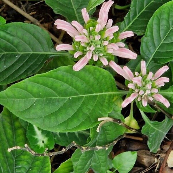 Justicia carnea 形态