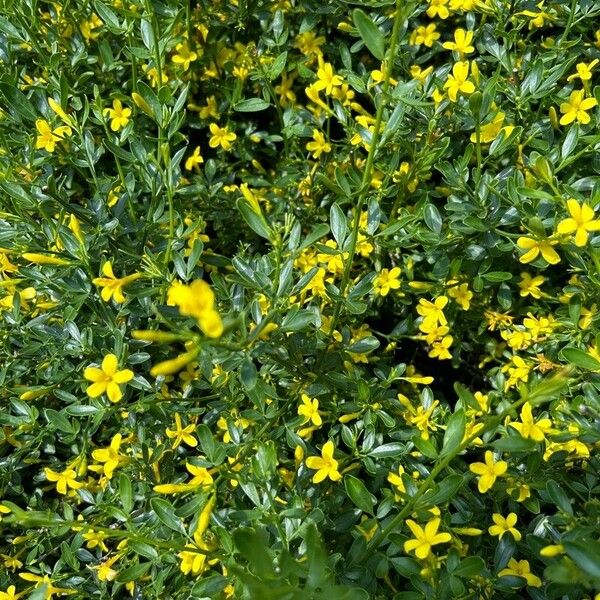 Jasminum fruticans Blüte