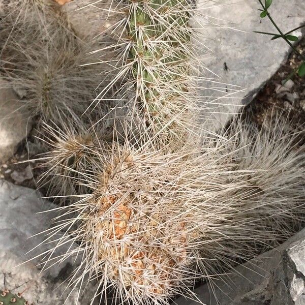 Opuntia polyacantha List