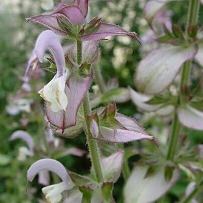 Salvia sclarea Blomma