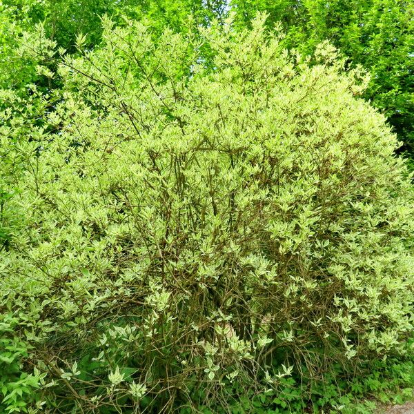 Cornus alba Hábito