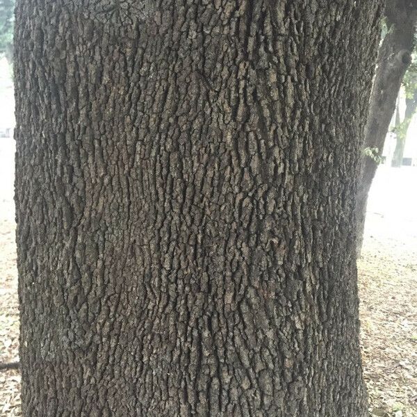 Quercus virginiana Bark