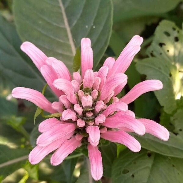 Justicia carnea Flower