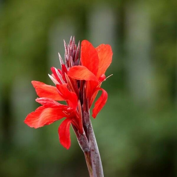 Canna indica 花