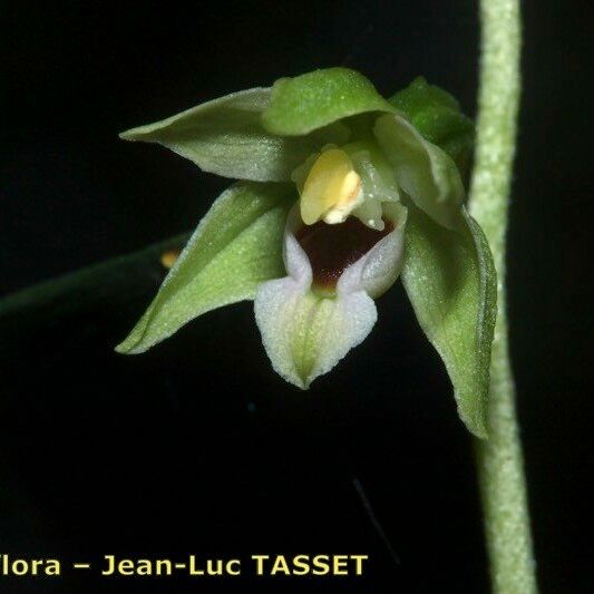 Epipactis leptochila Кветка