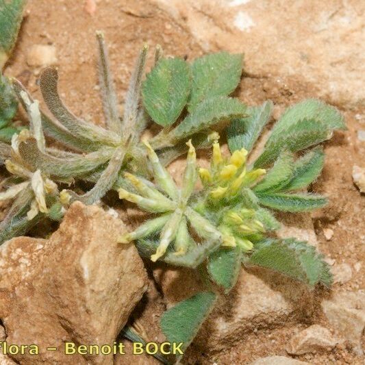 Medicago monspeliaca Habitus