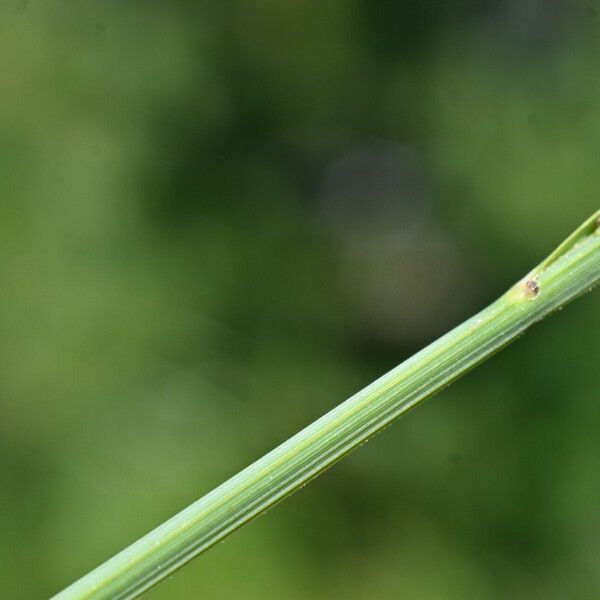 Carex nigra Kora