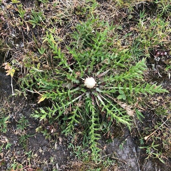 Carlina acaulis Flor