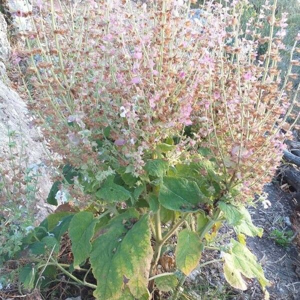 Salvia sclarea Leaf