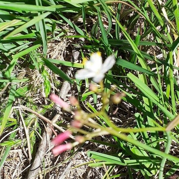 Simethis mattiazzii Flower