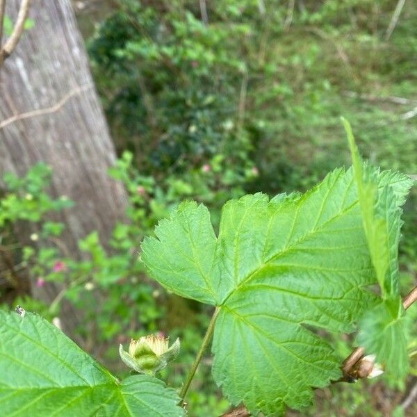 Rubus spectabilis ᱥᱟᱠᱟᱢ