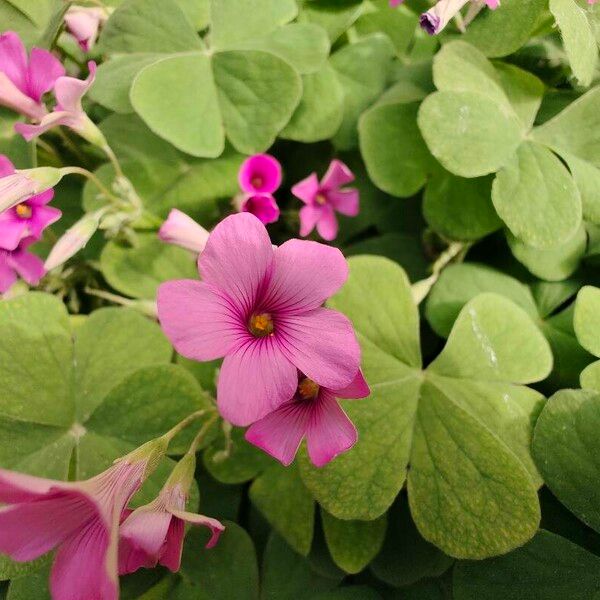 Oxalis debilis ᱵᱟᱦᱟ