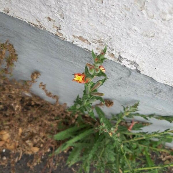 Oenothera indecora 花