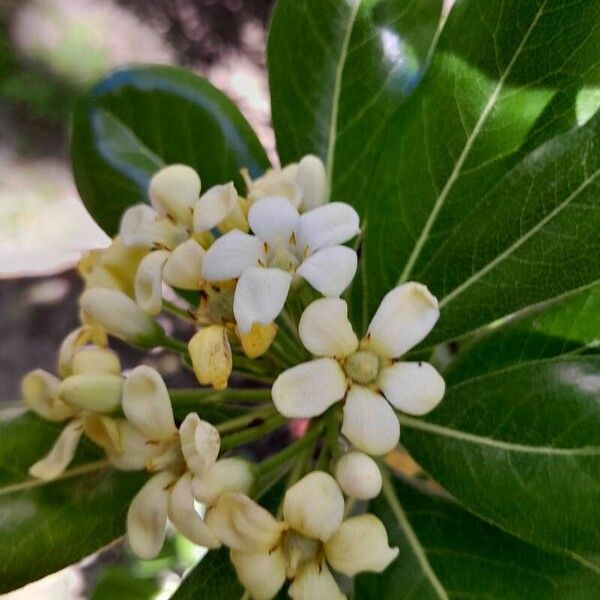 Pittosporum tobira ফুল