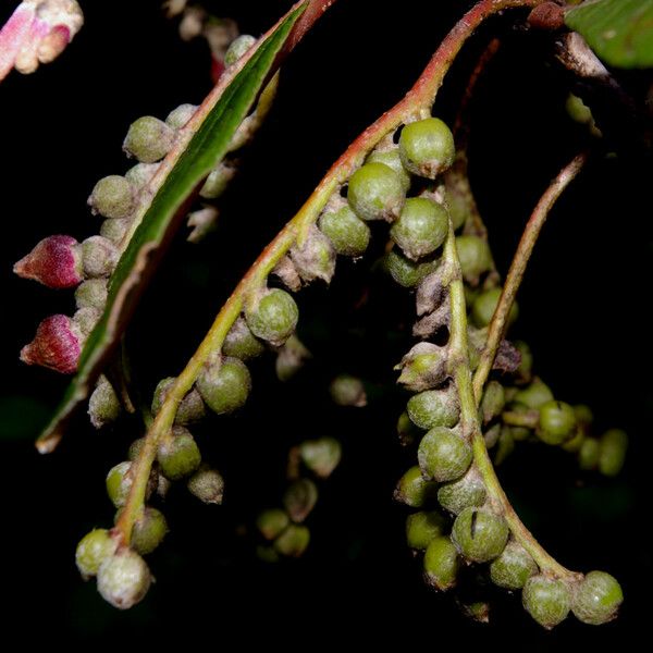 Tournefortiopsis reticulata Fruct